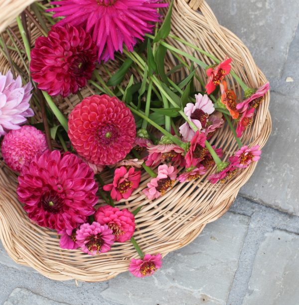 mandje dahlia pluktuin kasterlee