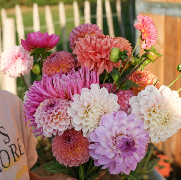 dahlia boeket pluktuin veldboeket